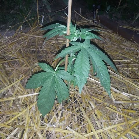 Purple Skunk - Right Strablation growlog photo: Pousse bien en pleine terre ! Température moyenne ajd. ~32°