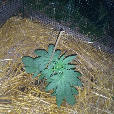 Purple Skunk - Right Strablation growlog photo: Une des feuilles a été mangée par de petites larves sûrement des coléoptères selon source proche. Solution envisagée : purin d'orties.