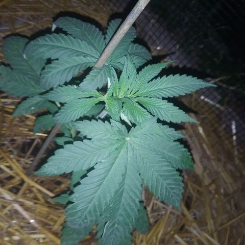 Purple Skunk - Right Strablation growlog photo: Une des feuilles a été mangée par de petites larves sûrement des coléoptères selon source proche. Solution envisagée : purin d'orties.