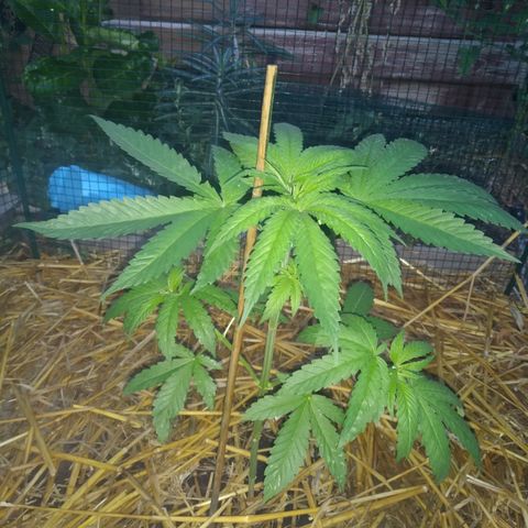 Purple Skunk - Right Strablation growlog photo: Les 2 jours de pluie précédents ont eu un effet positif sur la croissance de la plante, elle a gagné en volume et commence a se séparer en plusieurs sous-branches ! 

J'ai par contre noté quelques tâches blanches sur les feuilles ainsi que de petits trous caractéristiques de pucerons ou petites larves. Penser à acheter du répulsif !