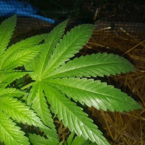 Purple Skunk - Right Strablation growlog photo: Les 2 jours de pluie précédents ont eu un effet positif sur la croissance de la plante, elle a gagné en volume et commence a se séparer en plusieurs sous-branches ! 

J'ai par contre noté quelques tâches blanches sur les feuilles ainsi que de petits trous caractéristiques de pucerons ou petites larves. Penser à acheter du répulsif !