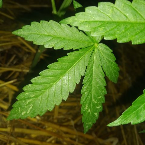 Purple Skunk - Right Strablation growlog photo: Les 2 jours de pluie précédents ont eu un effet positif sur la croissance de la plante, elle a gagné en volume et commence a se séparer en plusieurs sous-branches ! 

J'ai par contre noté quelques tâches blanches sur les feuilles ainsi que de petits trous caractéristiques de pucerons ou petites larves. Penser à acheter du répulsif !