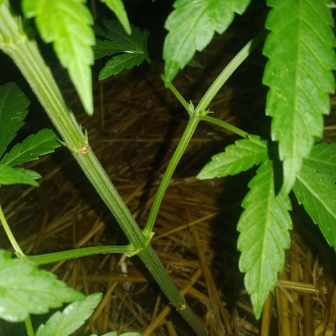 Purple Skunk - Right Strablation growlog photo: Les 2 jours de pluie précédents ont eu un effet positif sur la croissance de la plante, elle a gagné en volume et commence a se séparer en plusieurs sous-branches ! 

J'ai par contre noté quelques tâches blanches sur les feuilles ainsi que de petits trous caractéristiques de pucerons ou petites larves. Penser à acheter du répulsif !