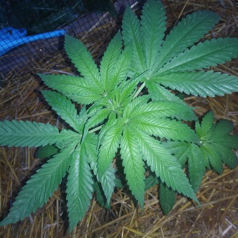 Purple Skunk - Right Strablation growlog photo: Les 2 jours de pluie précédents ont eu un effet positif sur la croissance de la plante, elle a gagné en volume et commence a se séparer en plusieurs sous-branches ! 

J'ai par contre noté quelques tâches blanches sur les feuilles ainsi que de petits trous caractéristiques de pucerons ou petites larves. Penser à acheter du répulsif !