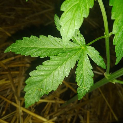 Purple Skunk - Right Strablation growlog photo: Les 2 jours de pluie précédents ont eu un effet positif sur la croissance de la plante, elle a gagné en volume et commence a se séparer en plusieurs sous-branches ! 

J'ai par contre noté quelques tâches blanches sur les feuilles ainsi que de petits trous caractéristiques de pucerons ou petites larves. Penser à acheter du répulsif !