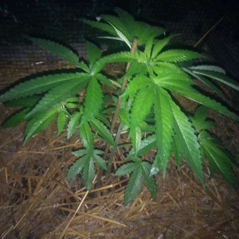 Purple Skunk - Right Strablation growlog timeline photo