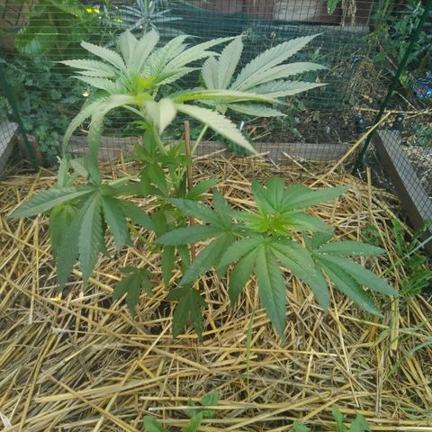 Purple Skunk - Right Strablation growlog timeline photo