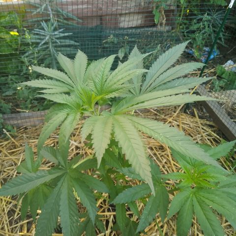 Purple Skunk - Right Strablation growlog timeline photo