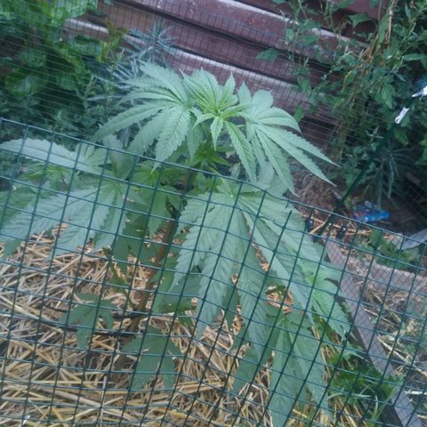 Purple Skunk - Right Strablation growlog timeline photo