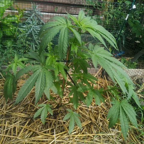 Purple Skunk - Right Strablation growlog timeline photo