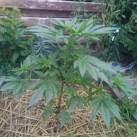 Purple Skunk - Right Strablation growlog timeline photo