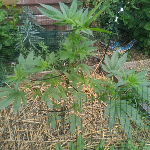 Purple Skunk - Right Strablation growlog timeline photo