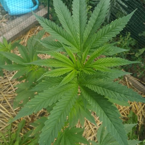 Purple Skunk - Right Strablation growlog timeline photo