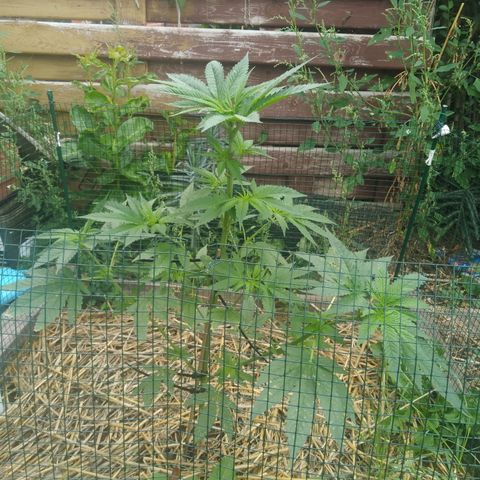 Purple Skunk - Right Strablation growlog timeline photo