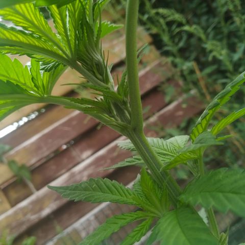 Purple Skunk - Right Strablation growlog timeline photo