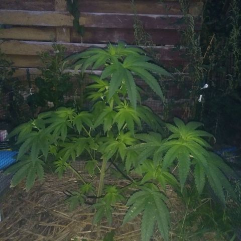 Purple Skunk - Right Strablation growlog timeline photo