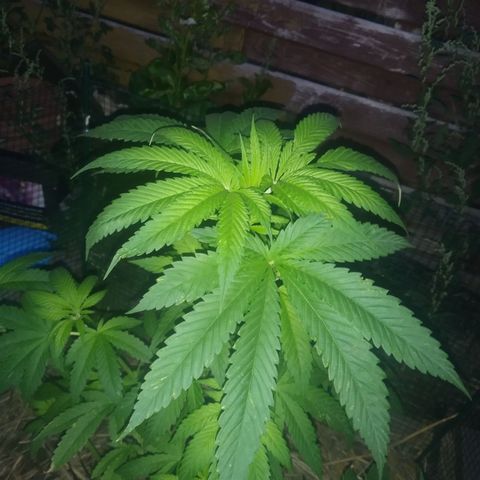 Purple Skunk - Right Strablation growlog timeline photo