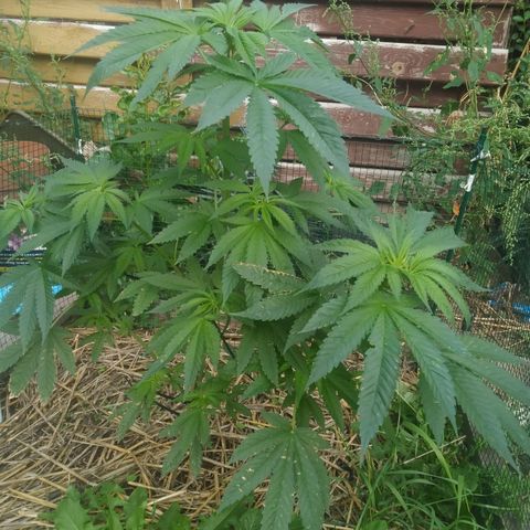 Purple Skunk - Right Strablation growlog timeline photo