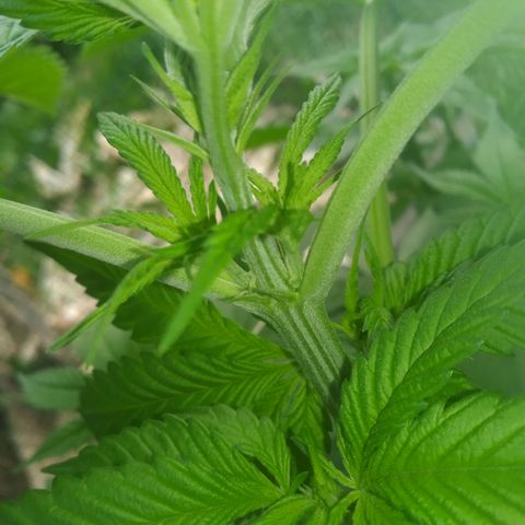 Purple Skunk - Right Strablation growlog photo: Premier trichome sortit
