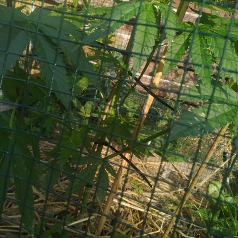 Purple Skunk - Right Strablation growlog photo: Tutorage des branches les plus à même de produire des buds. Training de la plante en la forçant a regarder vers le soleil