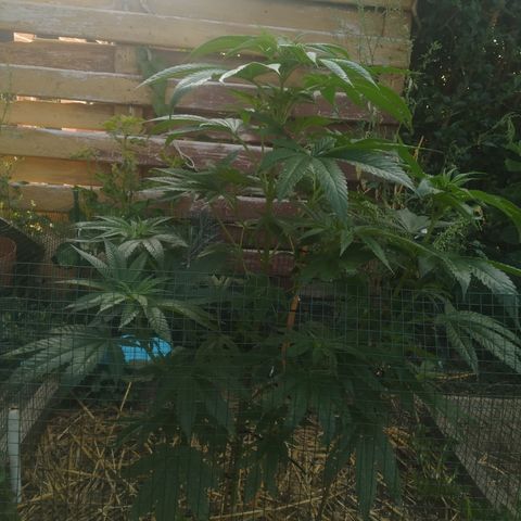 Purple Skunk - Right Strablation growlog timeline photo