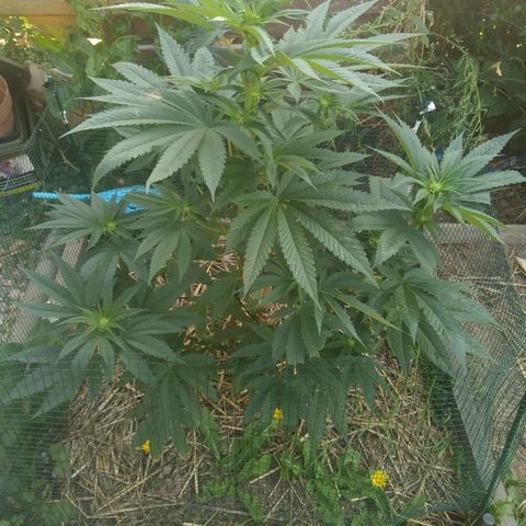 Purple Skunk - Right Strablation growlog timeline photo