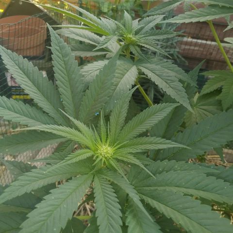 Purple Skunk - Right Strablation growlog timeline photo