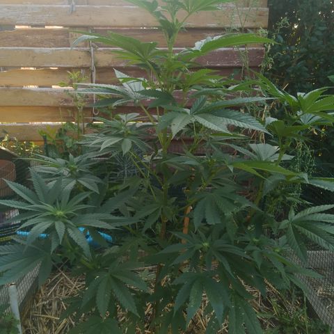 Purple Skunk - Right Strablation growlog timeline photo
