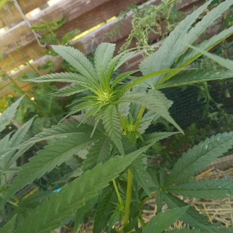 Purple Skunk - Right Strablation growlog timeline photo