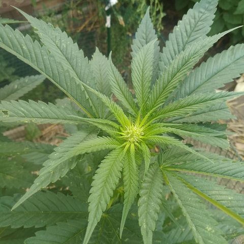 Purple Skunk - Right Strablation growlog timeline photo