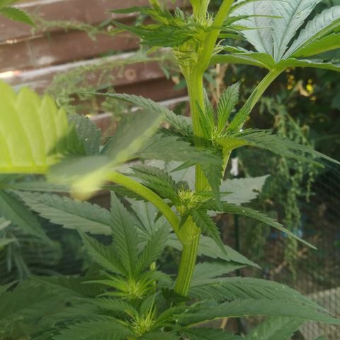 Purple Skunk - Right Strablation growlog timeline photo