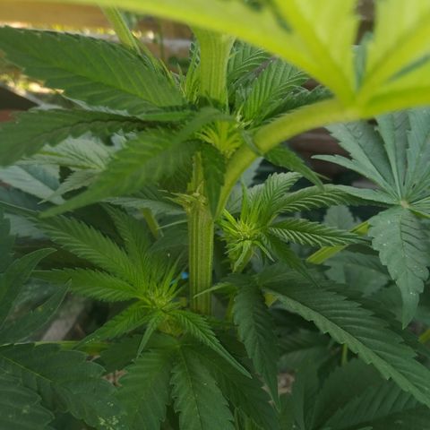 Purple Skunk - Right Strablation growlog timeline photo