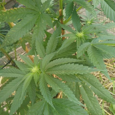 Purple Skunk - Right Strablation growlog timeline photo