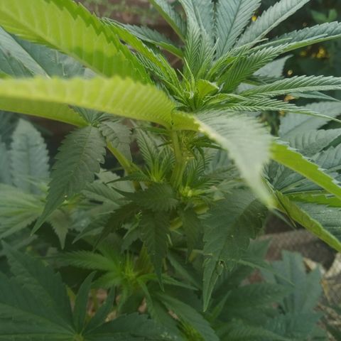 Purple Skunk - Right Strablation growlog timeline photo