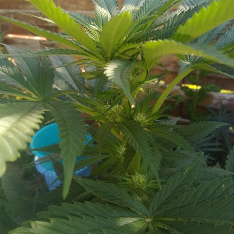 Purple Skunk - Right Strablation growlog timeline photo