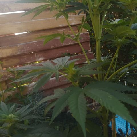Purple Skunk - Right Strablation growlog timeline photo