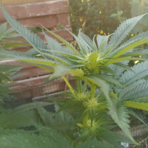Purple Skunk - Right Strablation growlog timeline photo