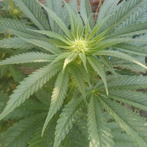 Purple Skunk - Right Strablation growlog timeline photo