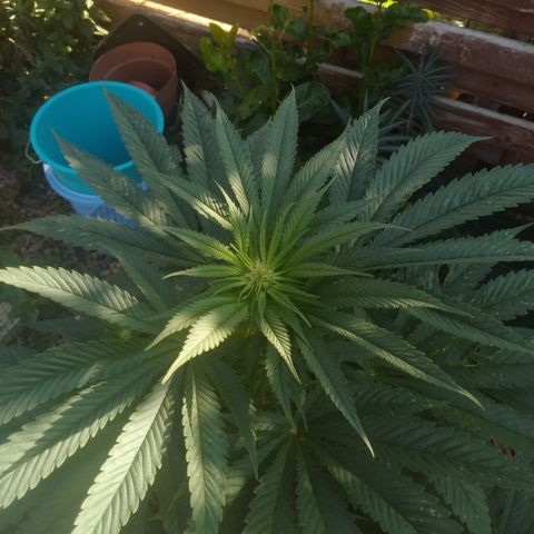 Purple Skunk - Right Strablation growlog timeline photo