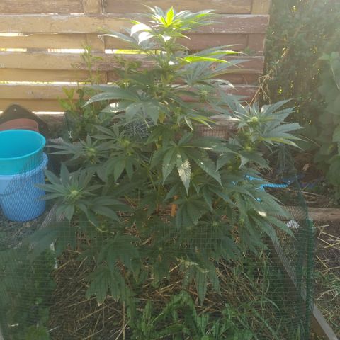 Purple Skunk - Right Strablation growlog timeline photo