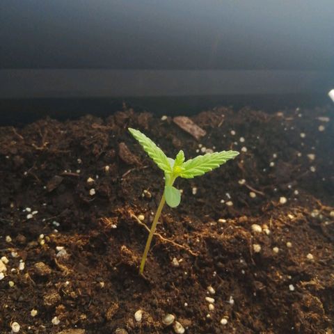 Unknown Weed #4 growlog timeline photo