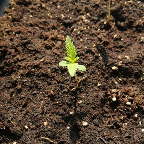 Unknown Weed #1 growlog timeline photo