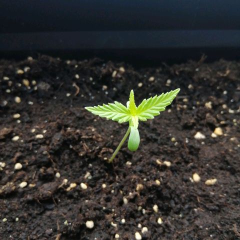 Unknown Weed #3 growlog timeline photo