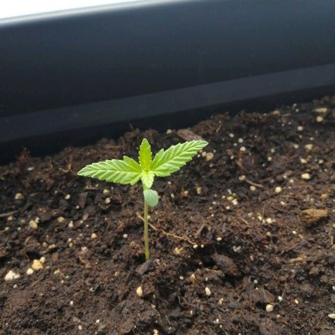 Unknown Weed #4 growlog timeline photo