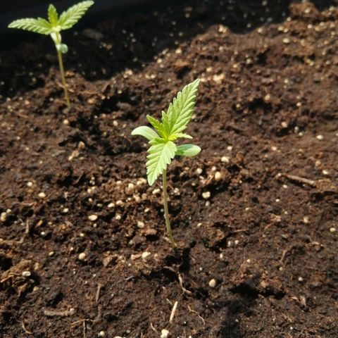 Unknown Weed #5 growlog timeline photo