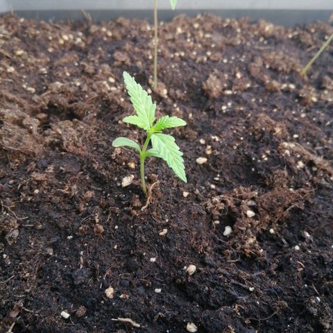 Unknown Weed #1 growlog timeline photo