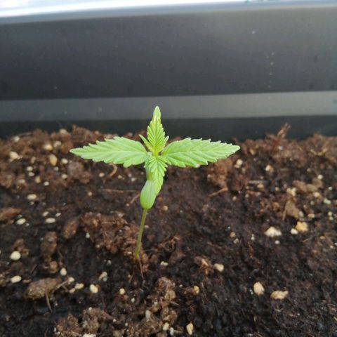 Unknown Weed #3 growlog timeline photo
