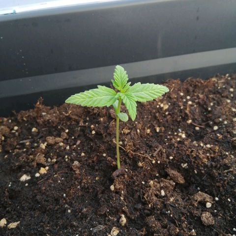 Unknown Weed #4 growlog timeline photo
