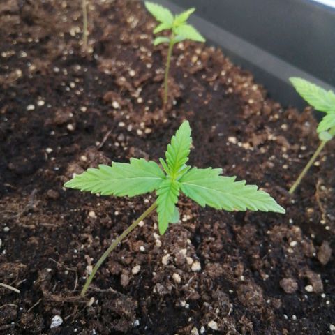 Unknown Weed #5 growlog timeline photo