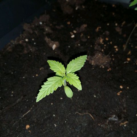 Unknown Weed #1 growlog timeline photo